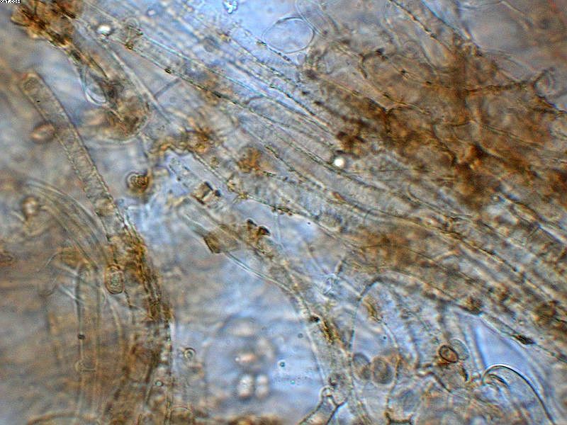 Tubaria furfuracea       (Pers.)     Gillet